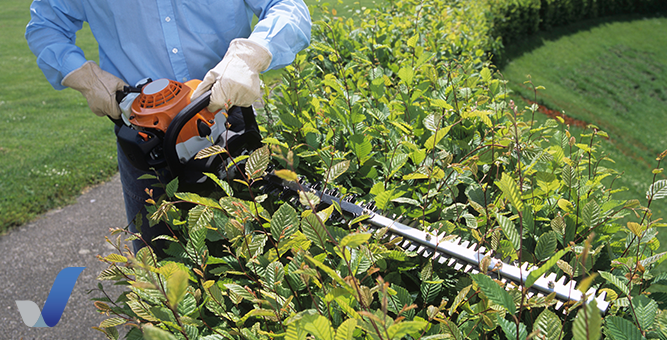 Licensed professional landscaper trimming hedges