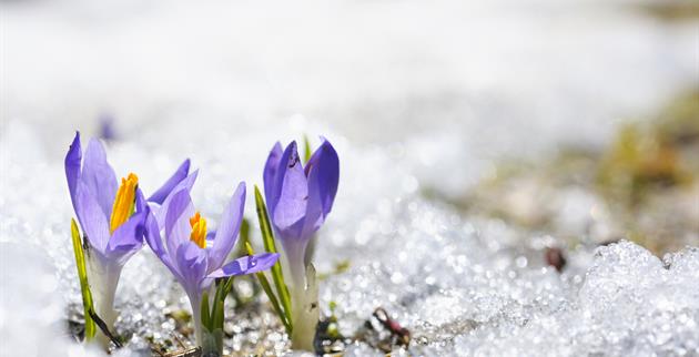 Spring Melting Snow