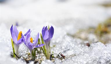 Spring Melting Snow