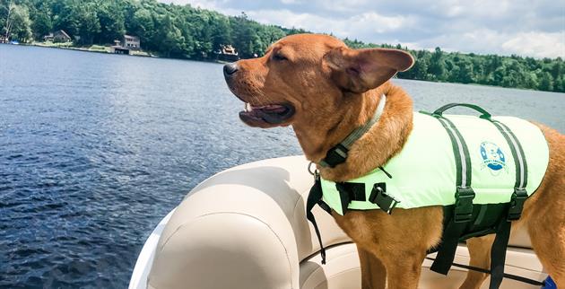 Safe Boating Practices with Dog