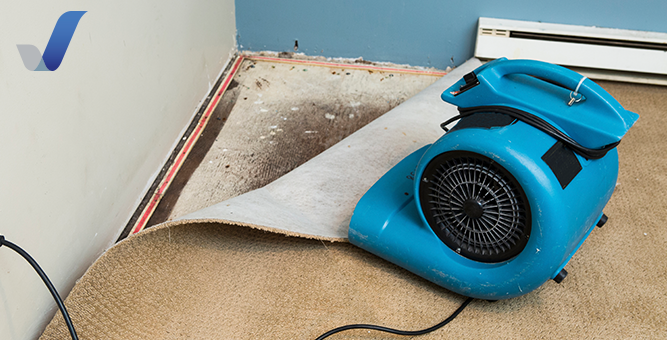 Mold Remediation Near Me